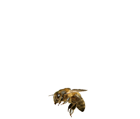 Pszczoła gif bez tła